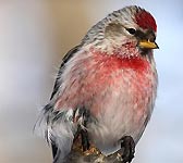 Carduelis flammea