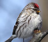 Carduelis flammea