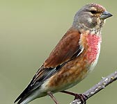 Carduelis cannabina