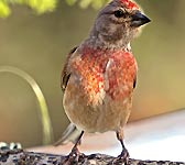 Carduelis cannabina