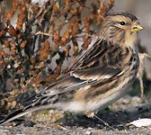 Carduelis flavirostris