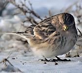 Carduelis flavirostris