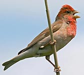 Carpodacus erythrinus