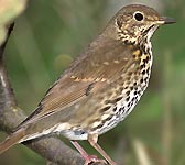 Turdus philomelos