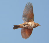 Turdus philomelos