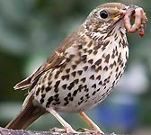 Turdus philomelos