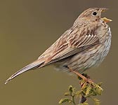 Emberiza calandra