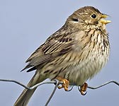 Emberiza calandra