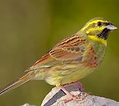 Emberiza cirlus