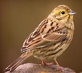 Emberiza cirlus