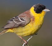 Emberiza melanocephala