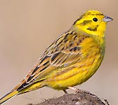 Emberiza citrinella