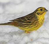 Emberiza citrinella