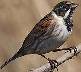 Emberiza schoeniclus