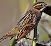 Emberiza schoeniclus