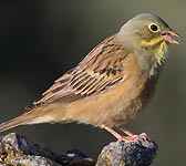 Emberiza hortulana