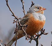 Emberiza caesia