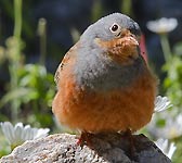 Emberiza caesia