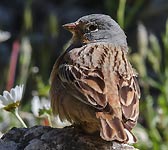 Emberiza caesia