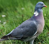 Columba palumbus