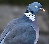 Columba palumbus