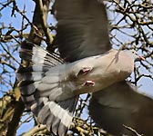 Columba palumbus