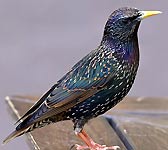 Sturnus vulgaris