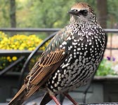 Sturnus vulgaris