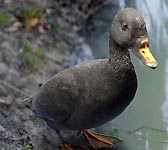 Melanitta nigra