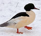 Mergus merganser