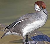 Mergus albellus