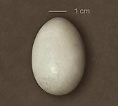 Mergus albellus