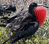 Fregata magnificens