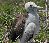 Fregata magnificens