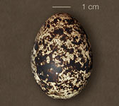 Lagopus muta