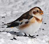 Emberiza nivalis