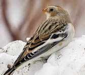 Emberiza nivalis