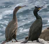 Phalacrocorax aristotelis