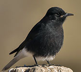 Oenanthe leucura