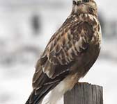 Buteo lagopus