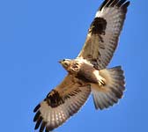 Buteo lagopus