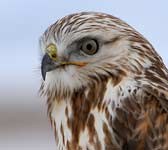 Buteo lagopus