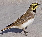 Eremophila alpestris