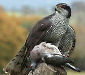 Accipiter gentilis