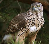 Accipiter gentilis