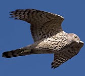 Accipiter gentilis