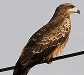 Milvus migrans