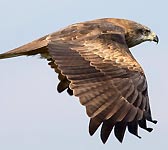 Milvus migrans
