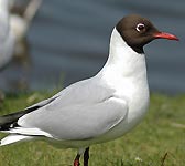 Larus ridibundus