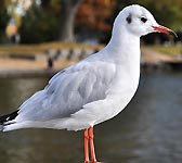 Larus ridibundus